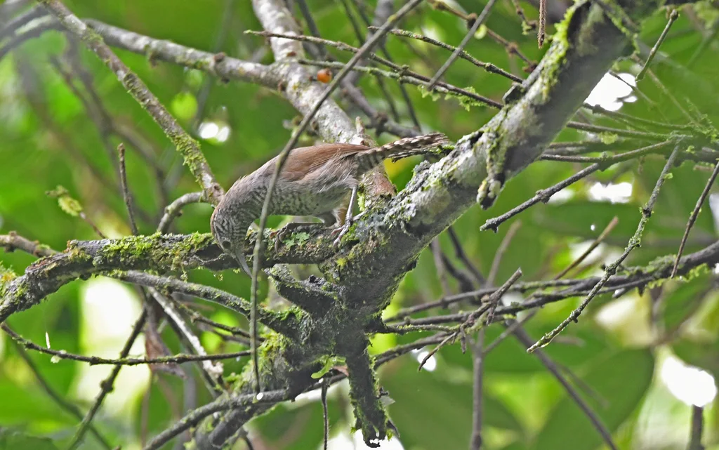 鳞胸苇鹪鹩(Pheugopedius sclateri)