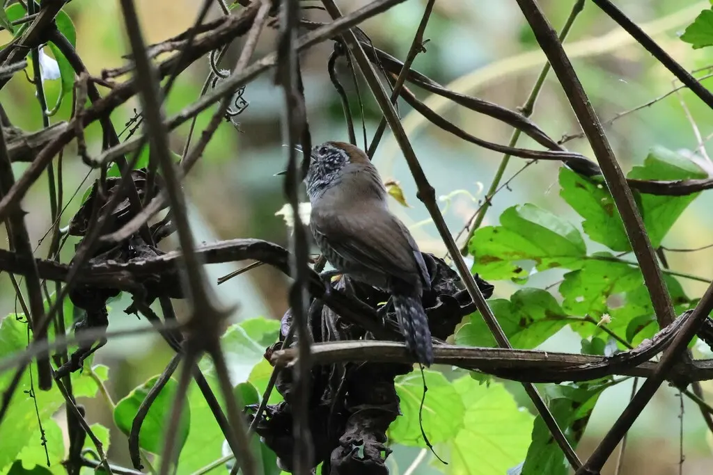 鳞胸苇鹪鹩(Pheugopedius sclateri)