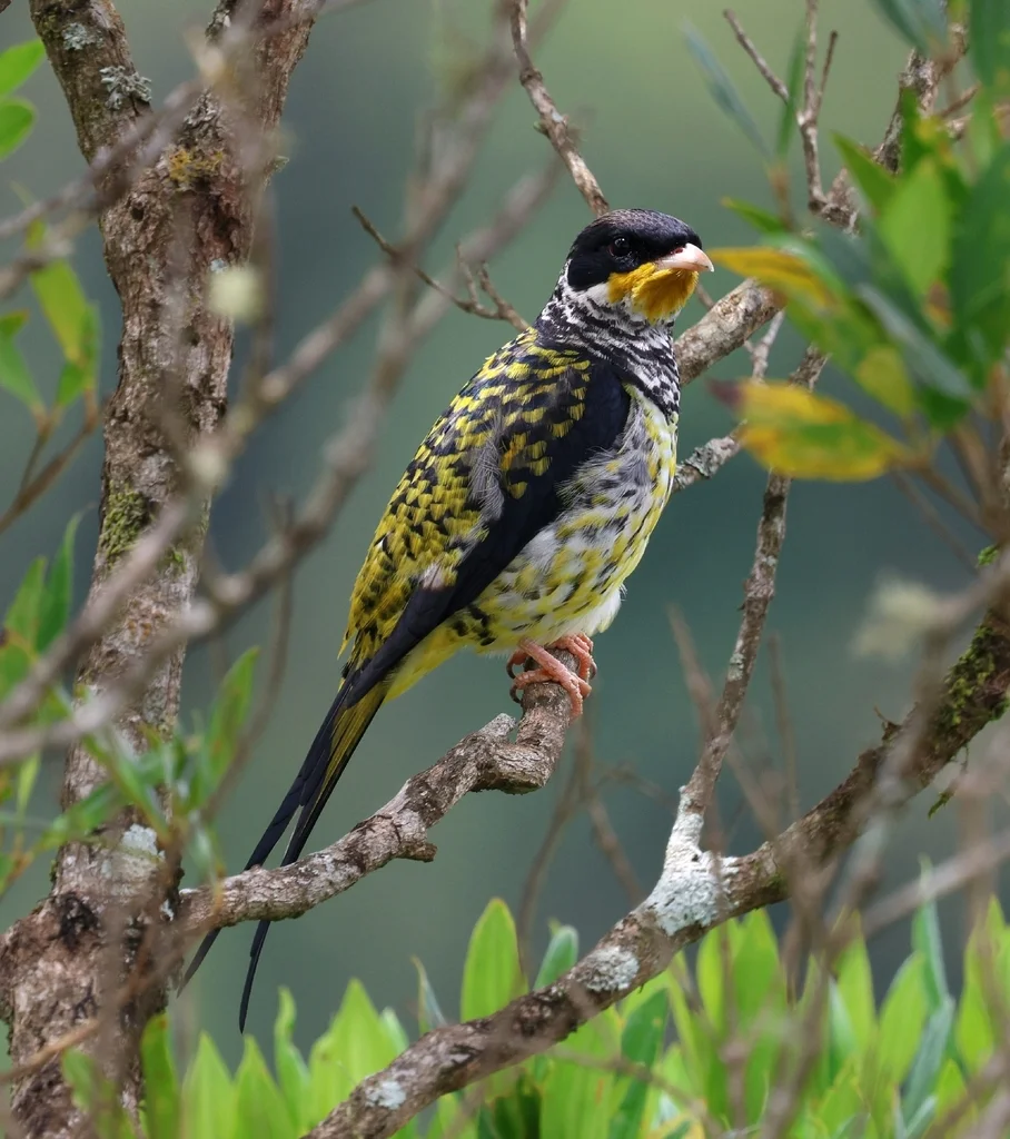 燕尾伞鸟(Phibalura flavirostris)