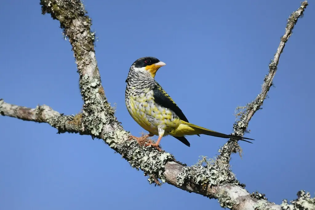 燕尾伞鸟(Phibalura flavirostris)