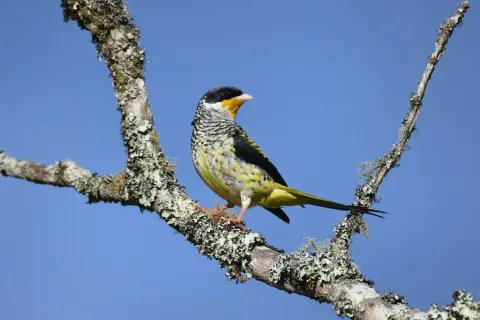 燕尾伞鸟