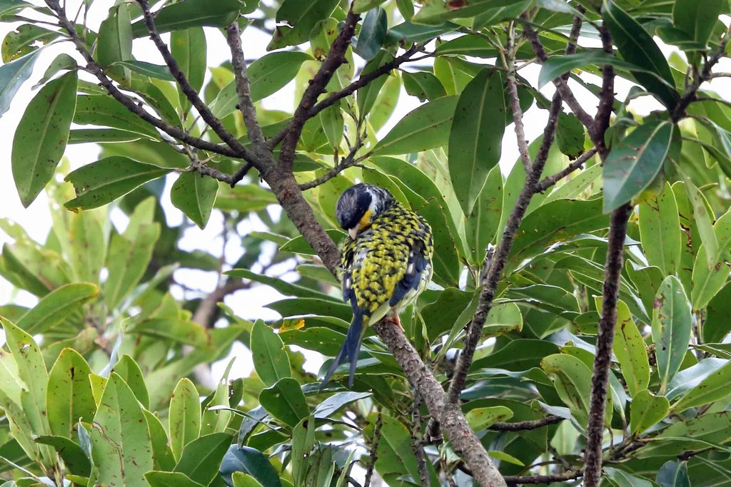 燕尾伞鸟(Phibalura flavirostris)