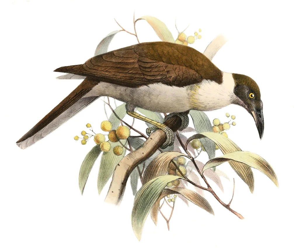 白枕吮蜜鸟(Philemon albitorques)