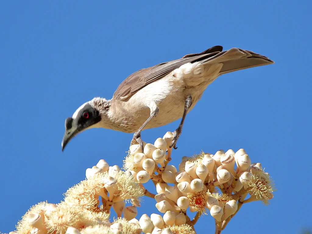 银冠吮蜜鸟（Philemon argenticeps）