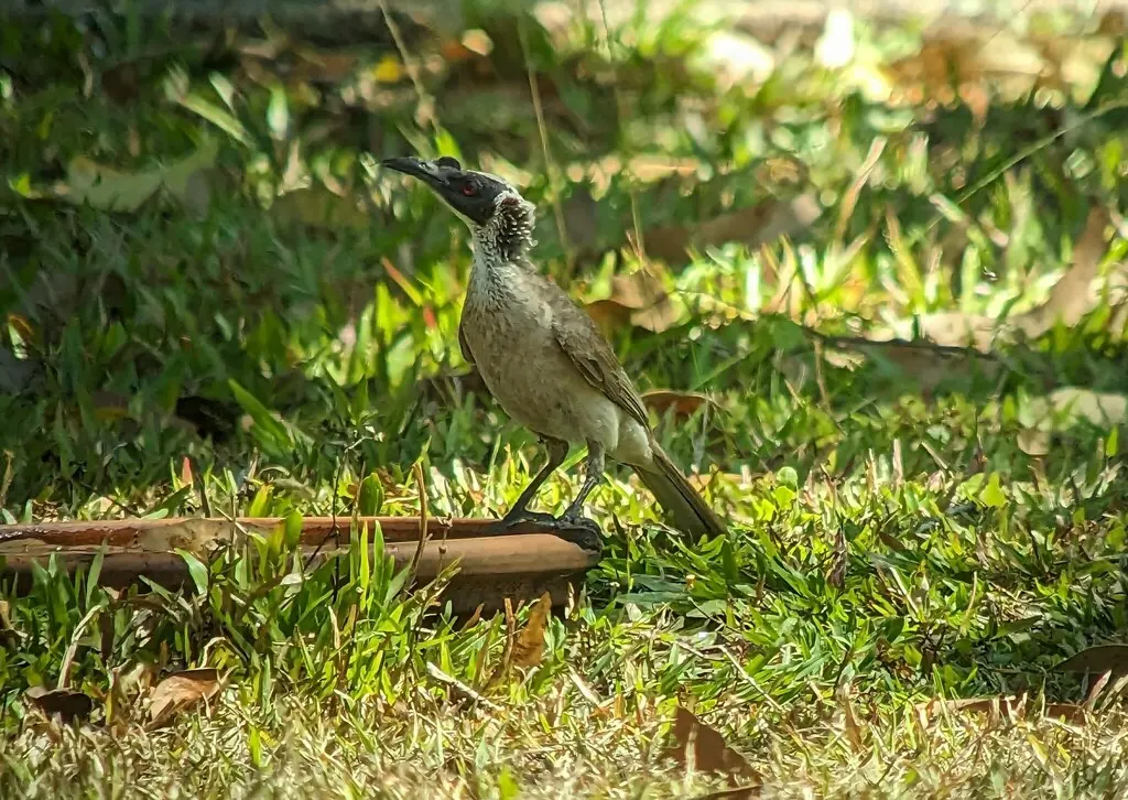 银冠吮蜜鸟（Philemon argenticeps）