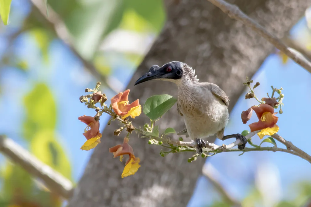 银冠吮蜜鸟（Philemon argenticeps）
