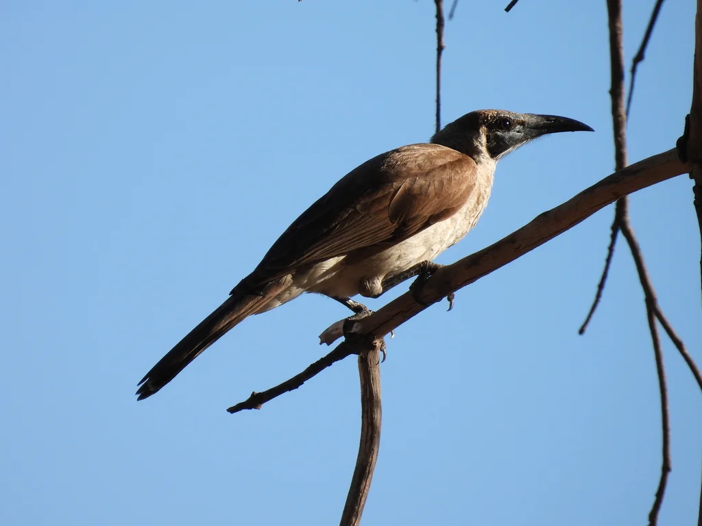 小吮蜜鸟(Philemon citreogularis)