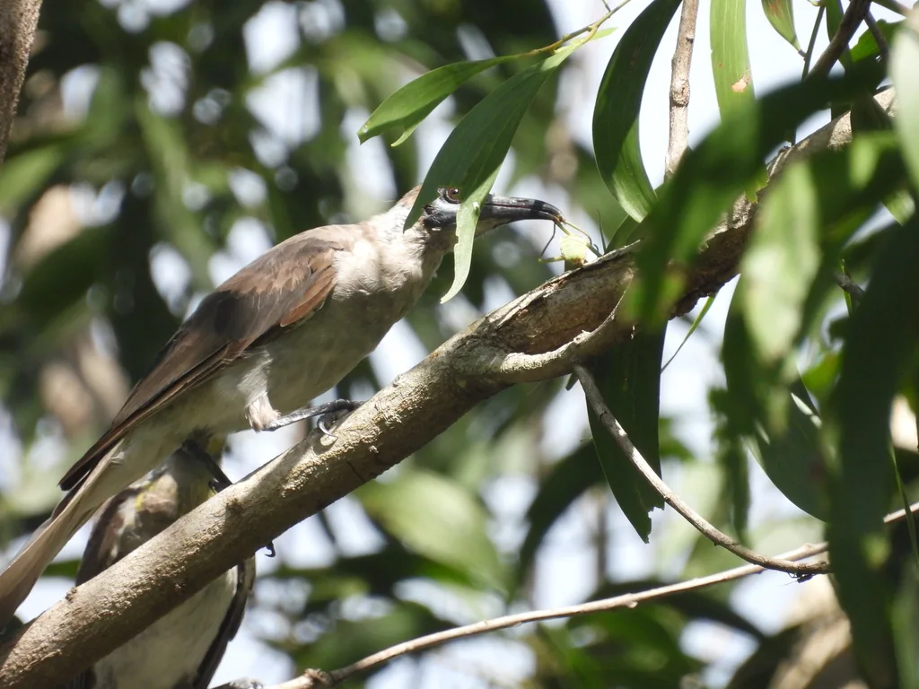 小吮蜜鸟(Philemon citreogularis)