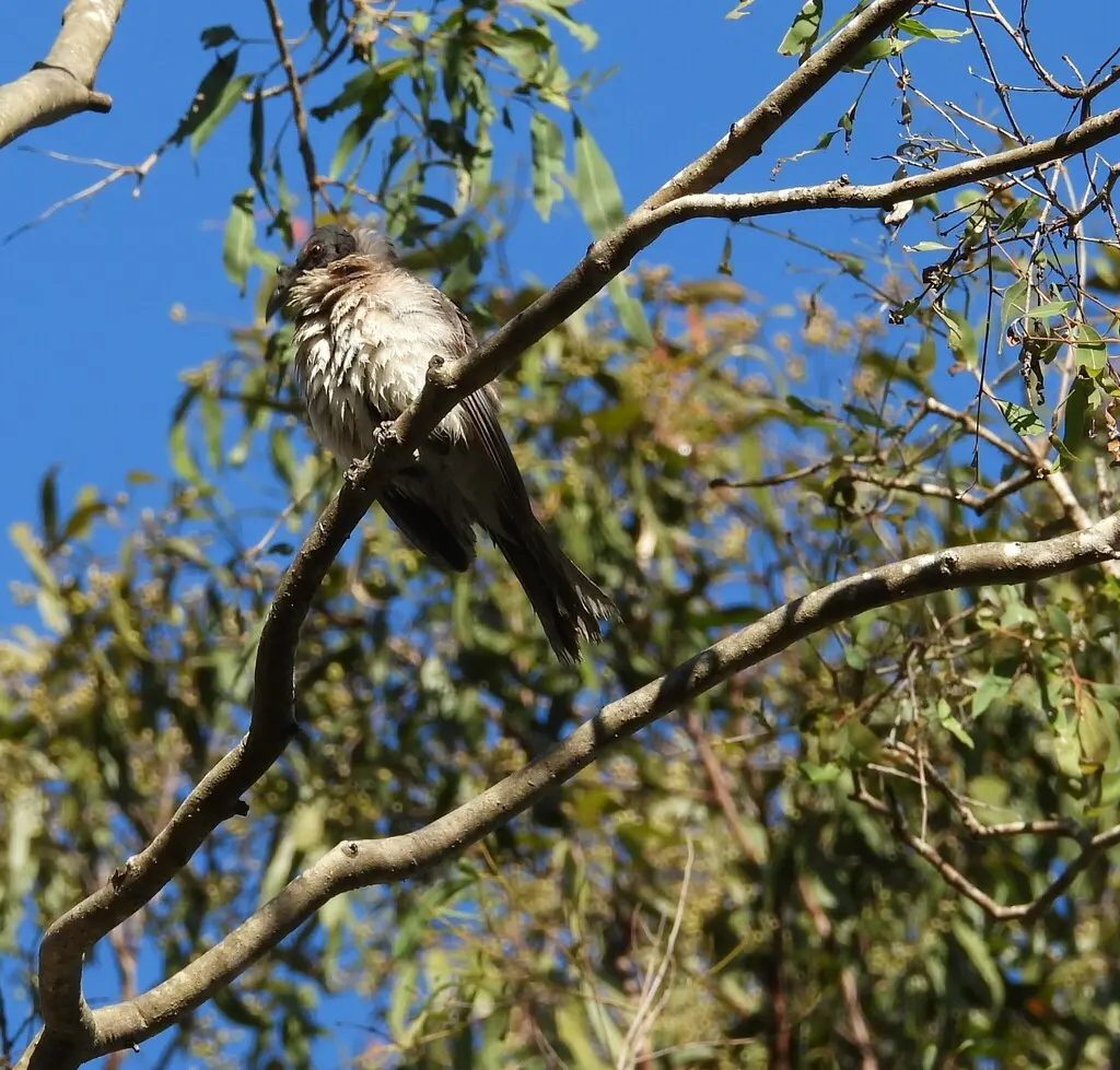 噪吮蜜鸟(Philemon corniculatus)