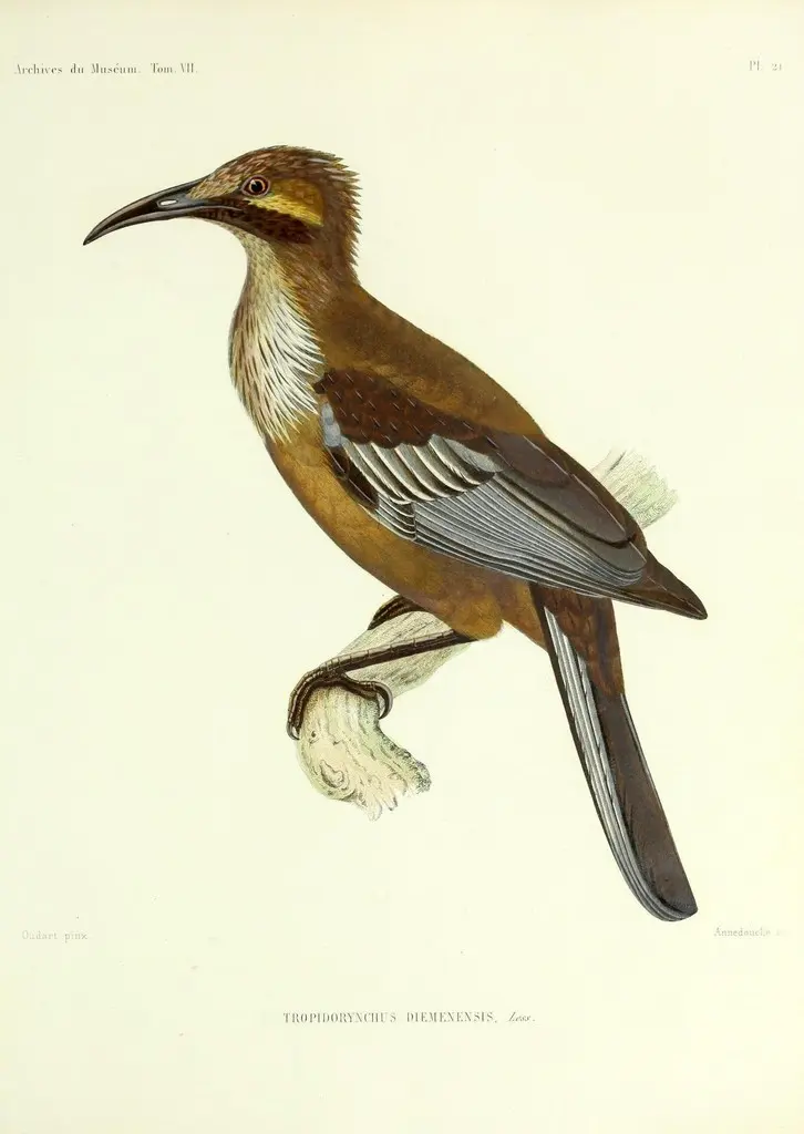 新喀吮蜜鸟(Philemon diemenensis)