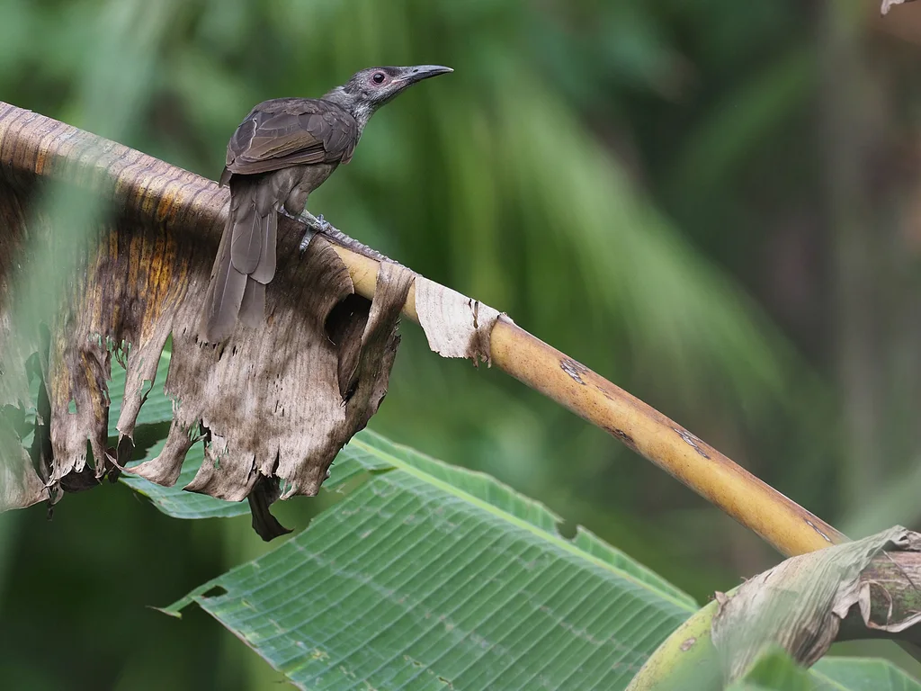 暗吮蜜鸟(Philemon fuscicapillus)