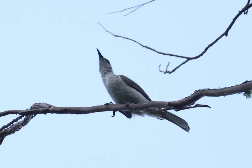 帝汶吮蜜鸟(Philemon inornatus)