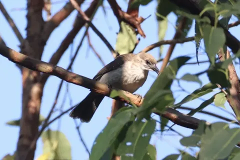 帝汶吮蜜鸟