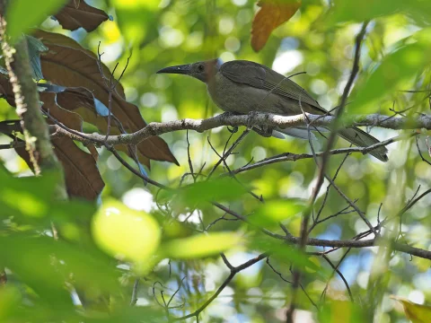 灰颈吮蜜鸟