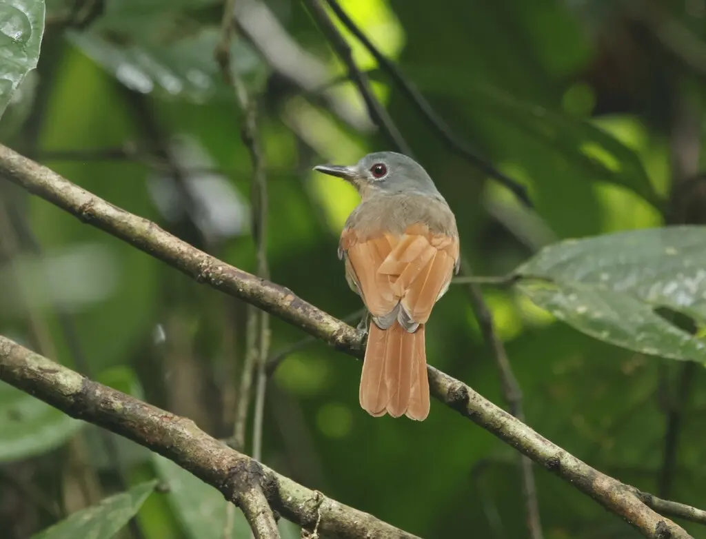 棕翅王鵙（Philentoma pyrhoptera）