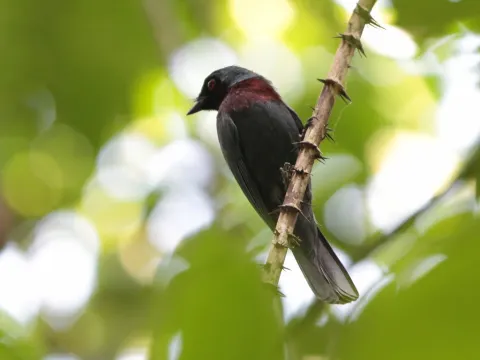 栗胸王鵙