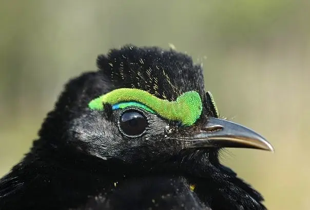 紫黑裸眉鸫（Philepitta castanea）