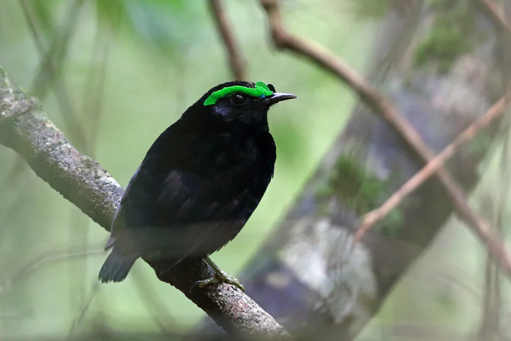 紫黑裸眉鸫（Philepitta castanea）