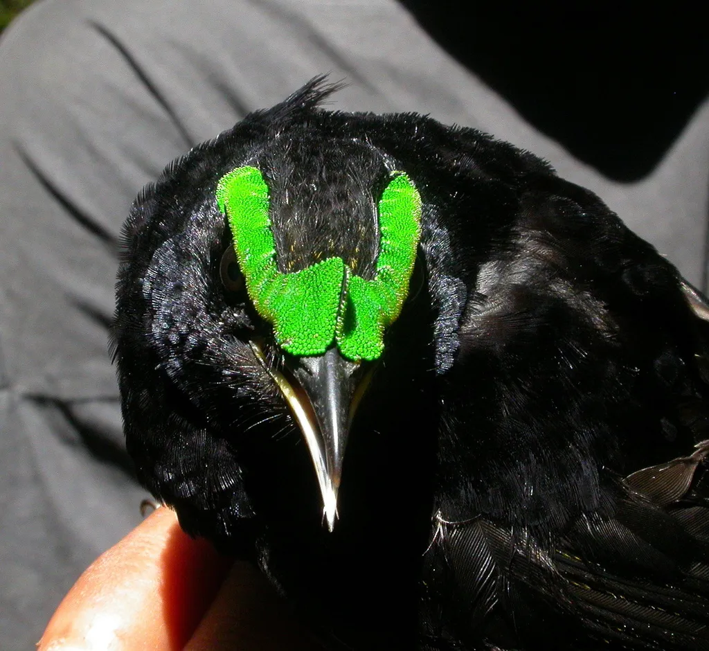 紫黑裸眉鸫（Philepitta castanea）