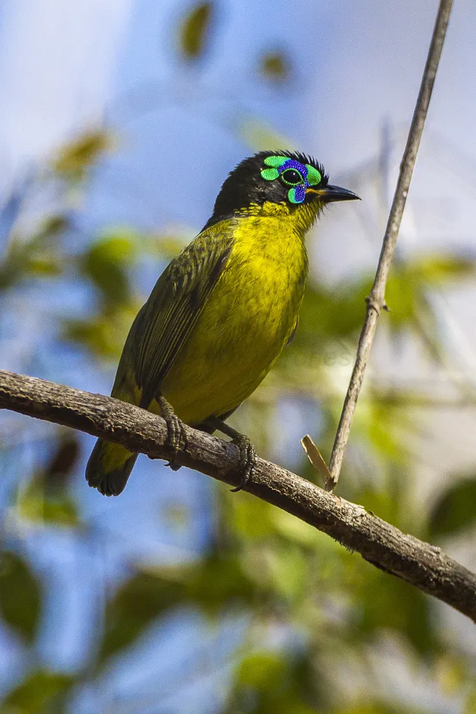 施氏裸眉鸫(Philepitta schlegeli)