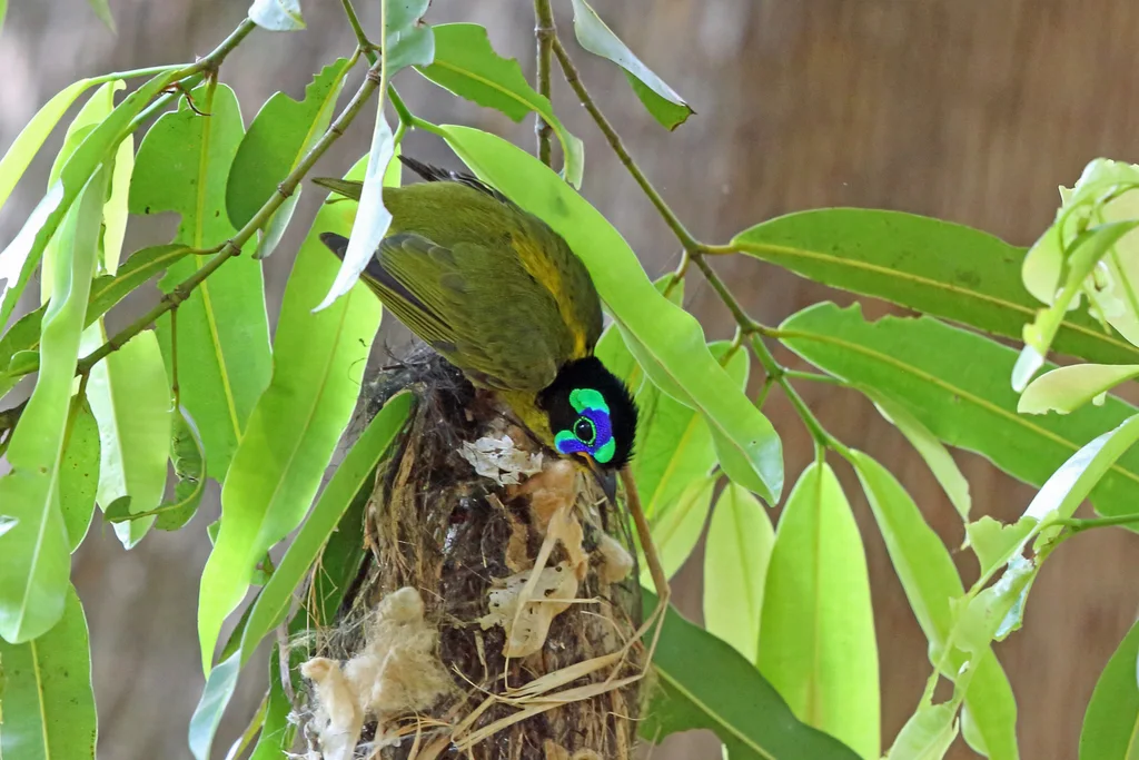 施氏裸眉鸫(Philepitta schlegeli)