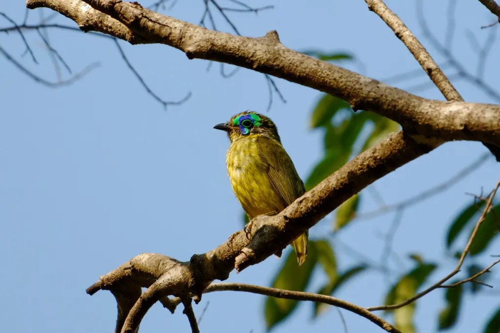 施氏裸眉鸫(Philepitta schlegeli)
