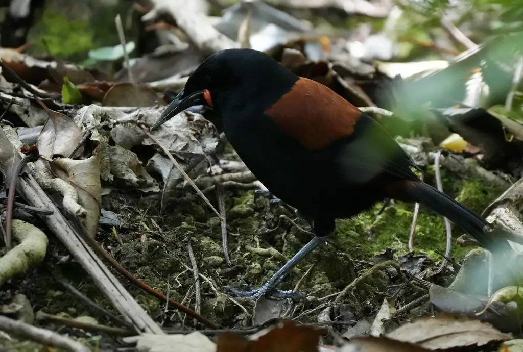 鞍背鸦（Philesturnus carunculatus）