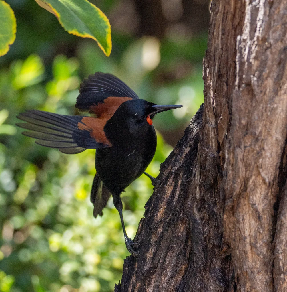 鞍背鸦（Philesturnus carunculatus）