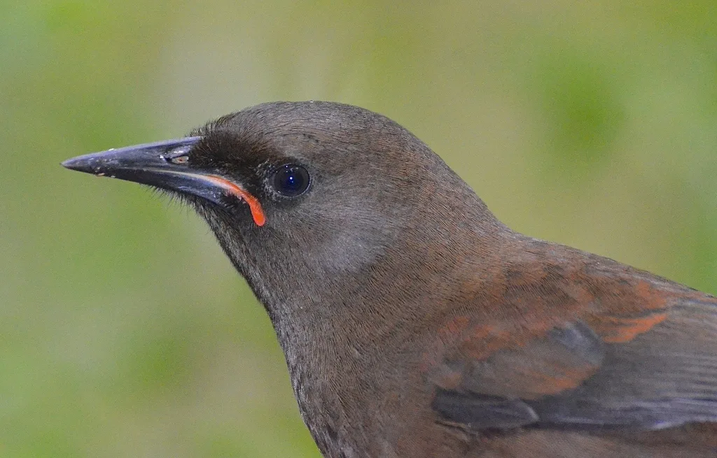 鞍背鸦（Philesturnus carunculatus）