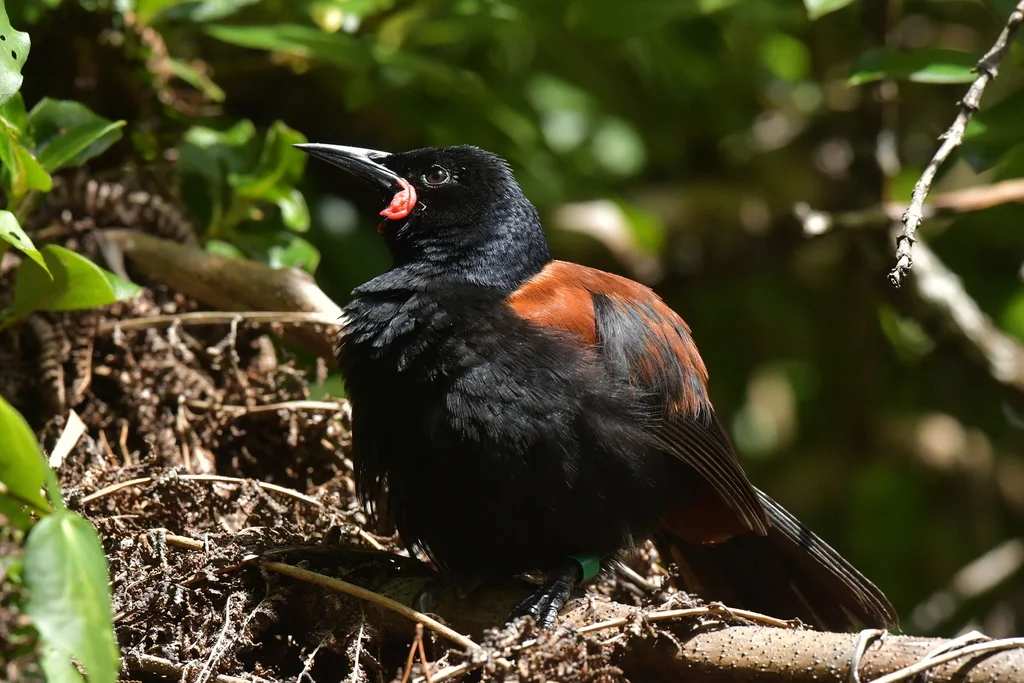 北岛鞍背鸦(Philesturnus rufusater)