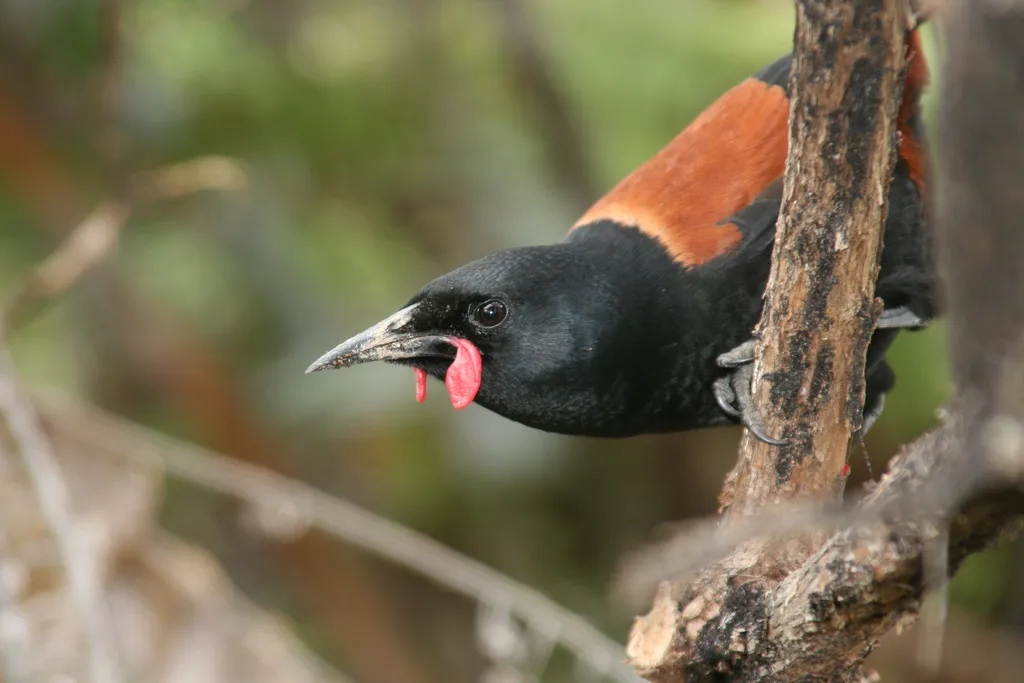 北岛鞍背鸦(Philesturnus rufusater)
