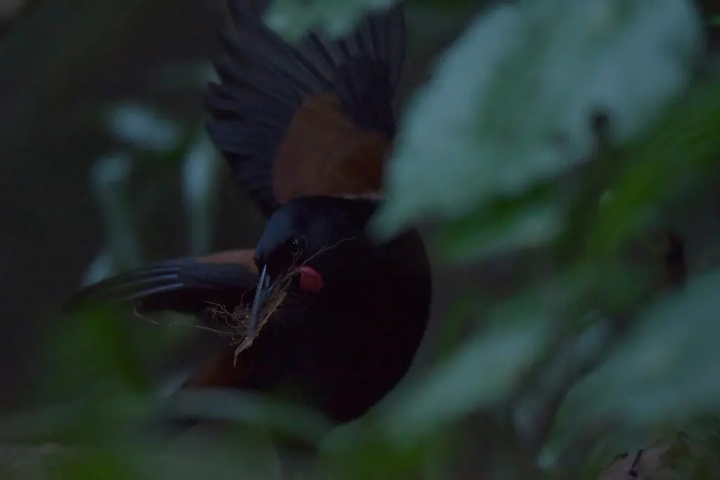 北岛鞍背鸦(Philesturnus rufusater)