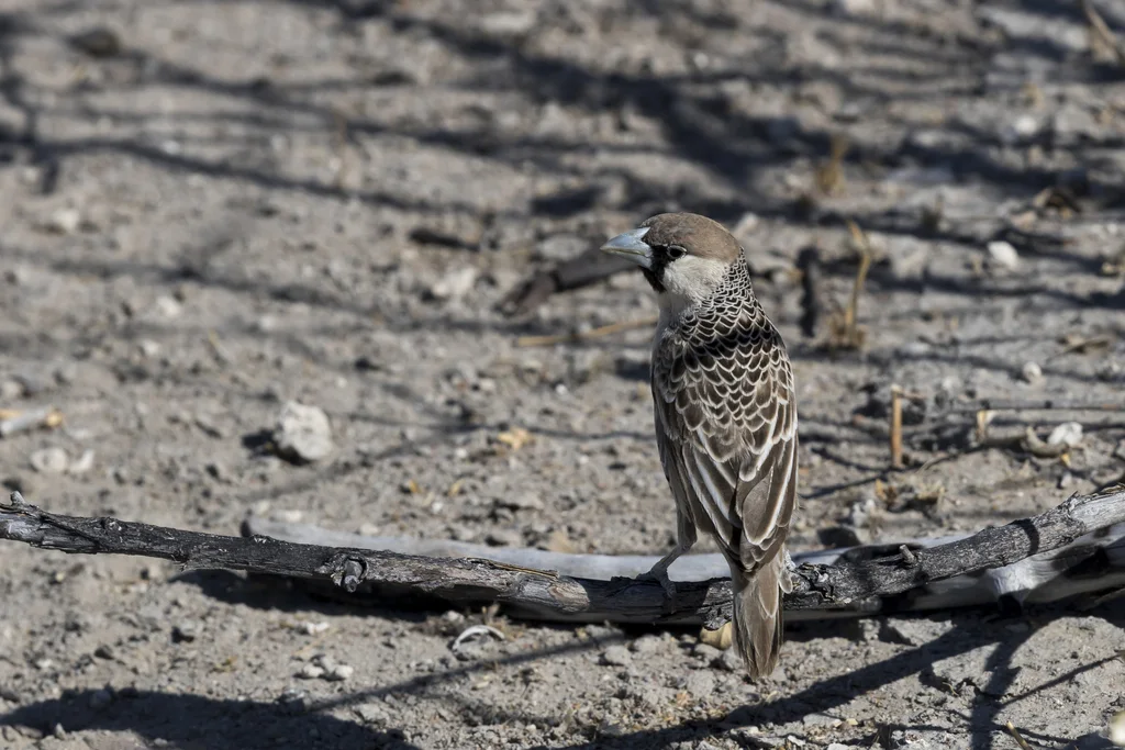 群织雀（Philetairus socius）