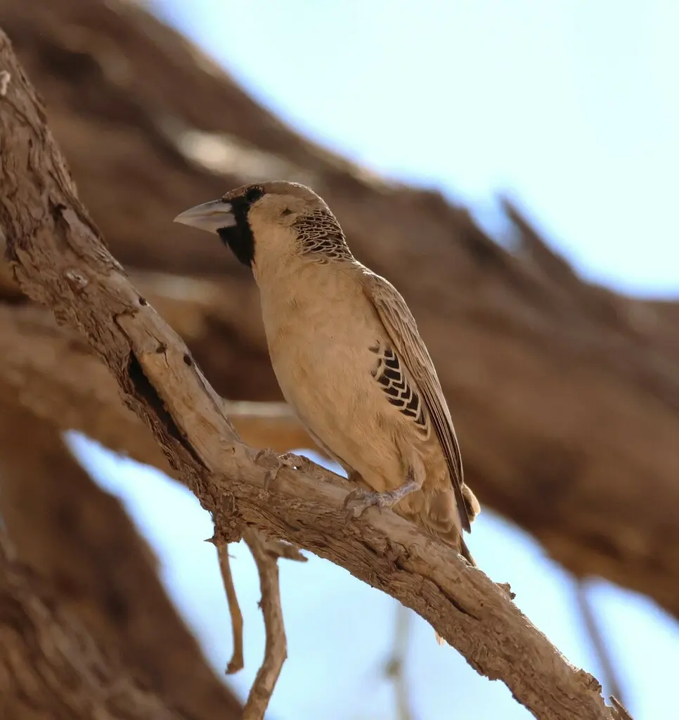 群织雀（Philetairus socius）