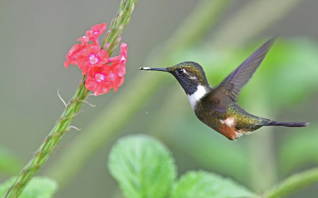 紫喉林星蜂鸟(Philodice mitchellii)