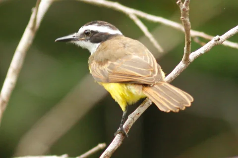 小食蝇霸鹟