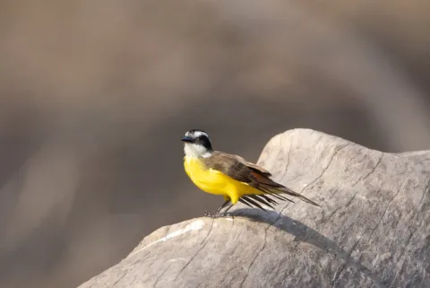 小食蝇霸鹟