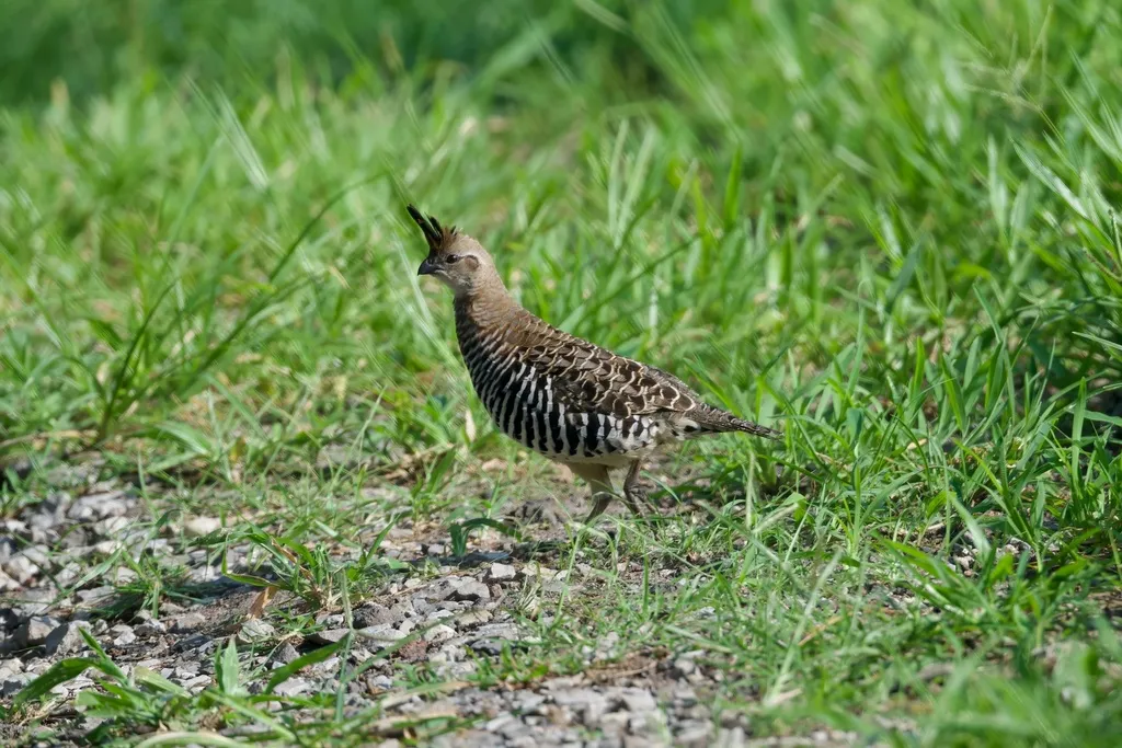 斑鹑（Philortyx fasciatus）