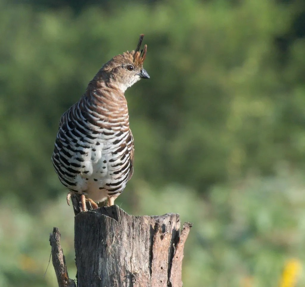 斑鹑（Philortyx fasciatus）