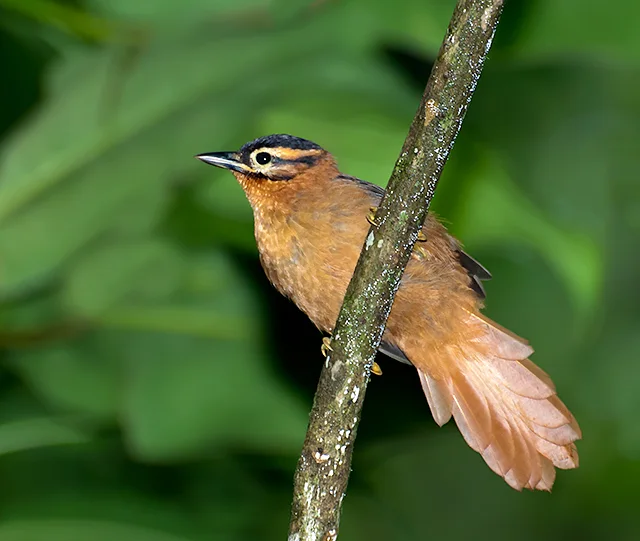 黑顶拾叶雀(Philydor atricapillus)