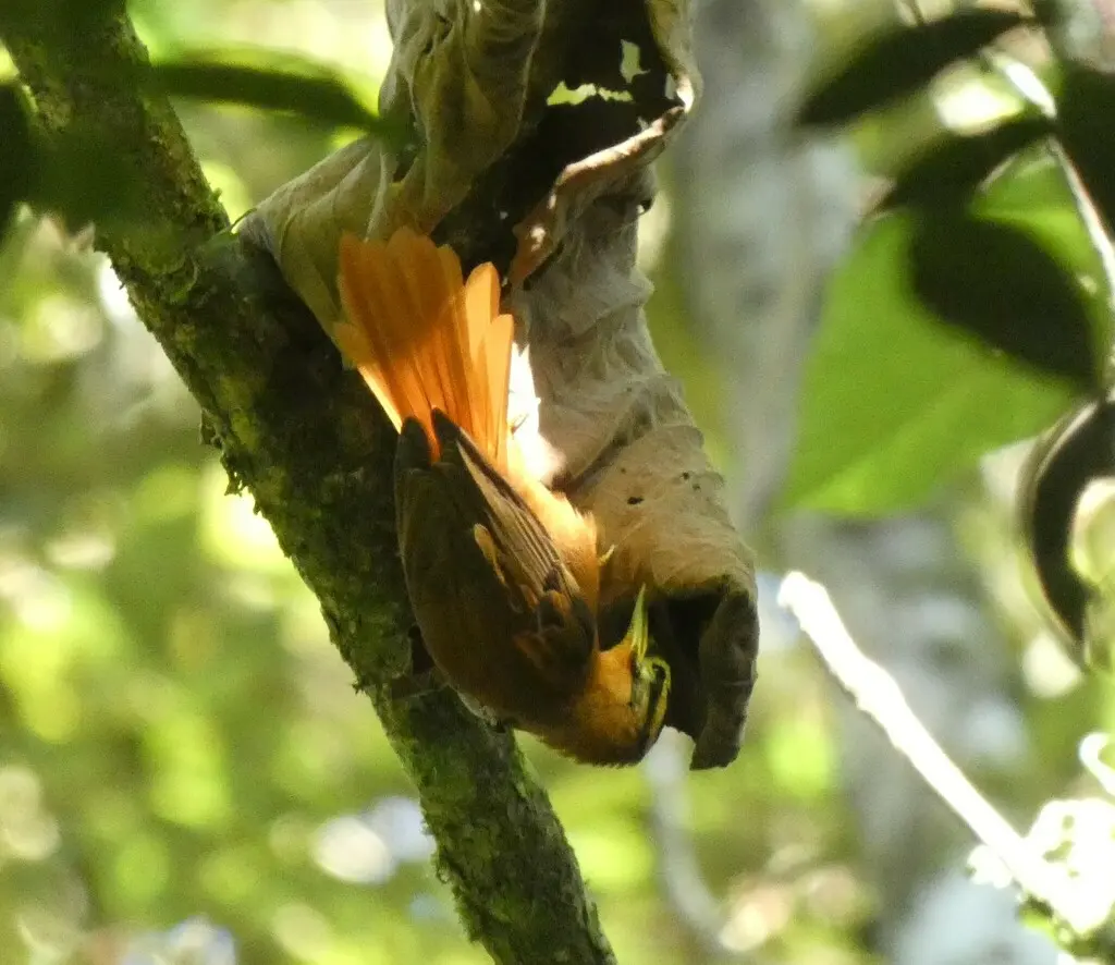 黑顶拾叶雀(Philydor atricapillus)