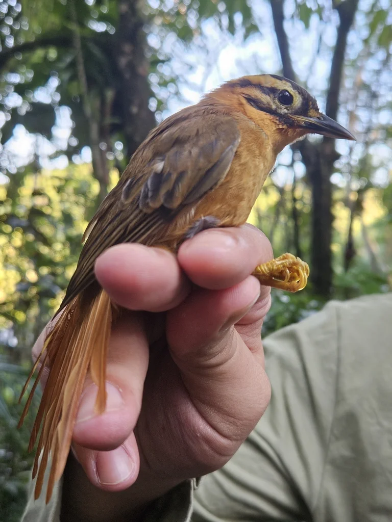黑顶拾叶雀(Philydor atricapillus)
