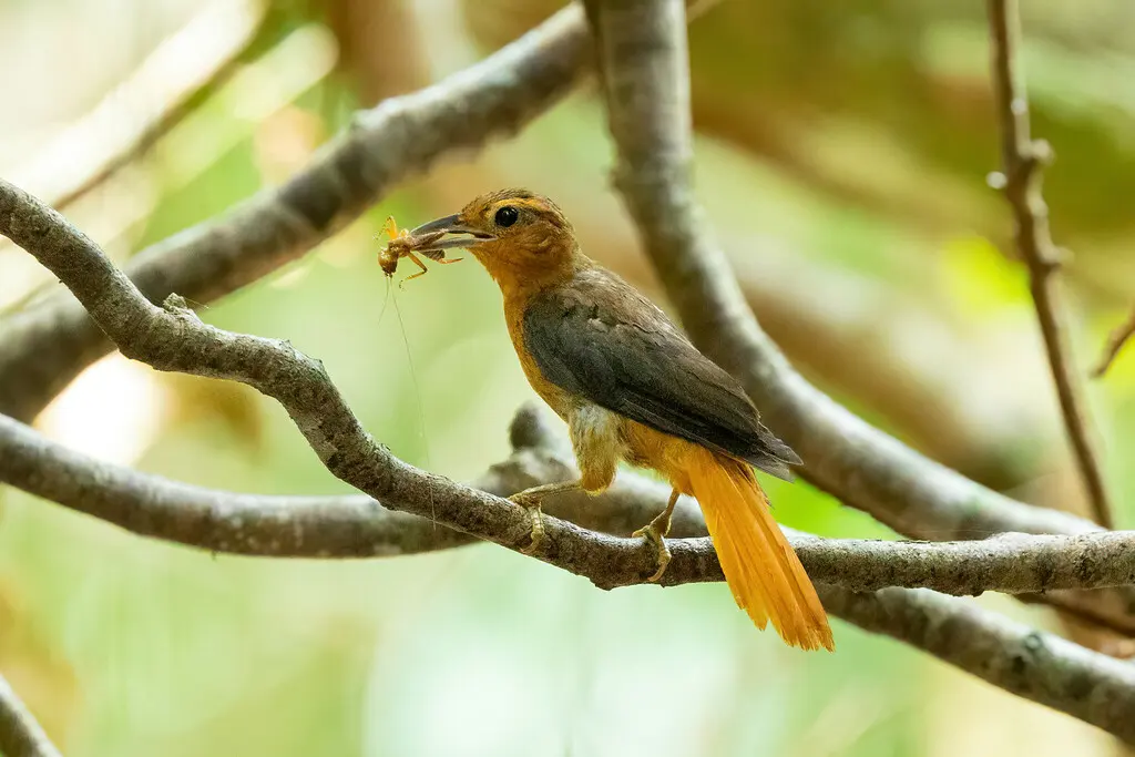 红腰拾叶雀(Philydor pyrrhodes)