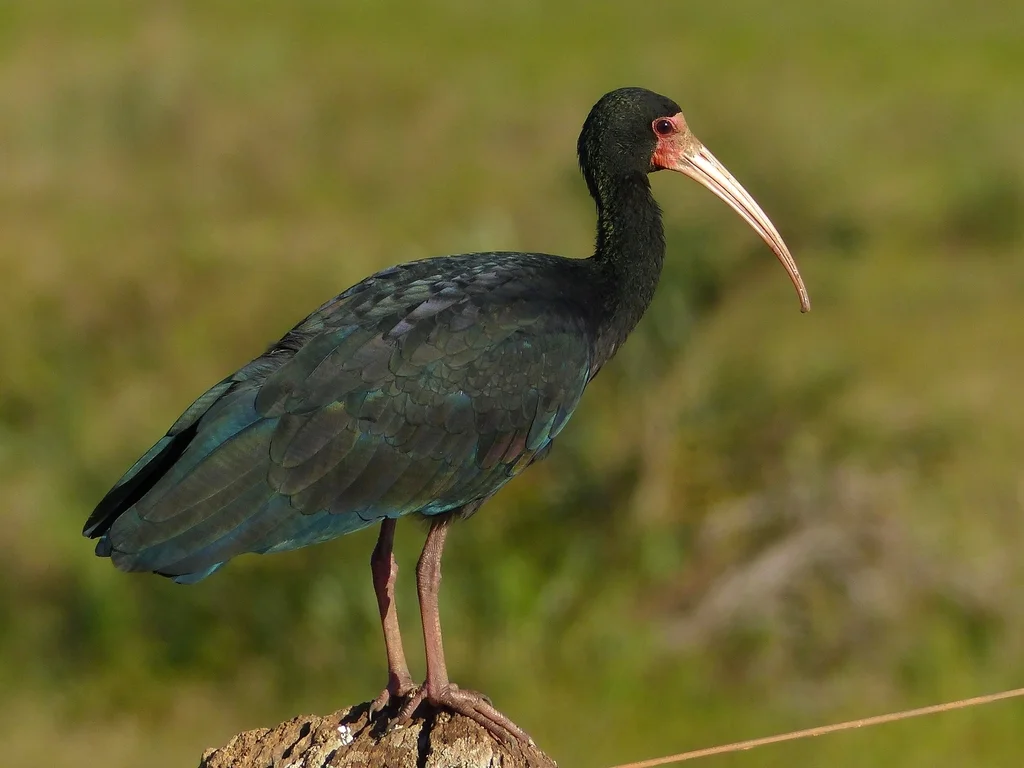 裸脸鹮（Phimosus infuscatus）