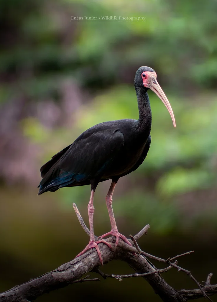 裸脸鹮（Phimosus infuscatus）