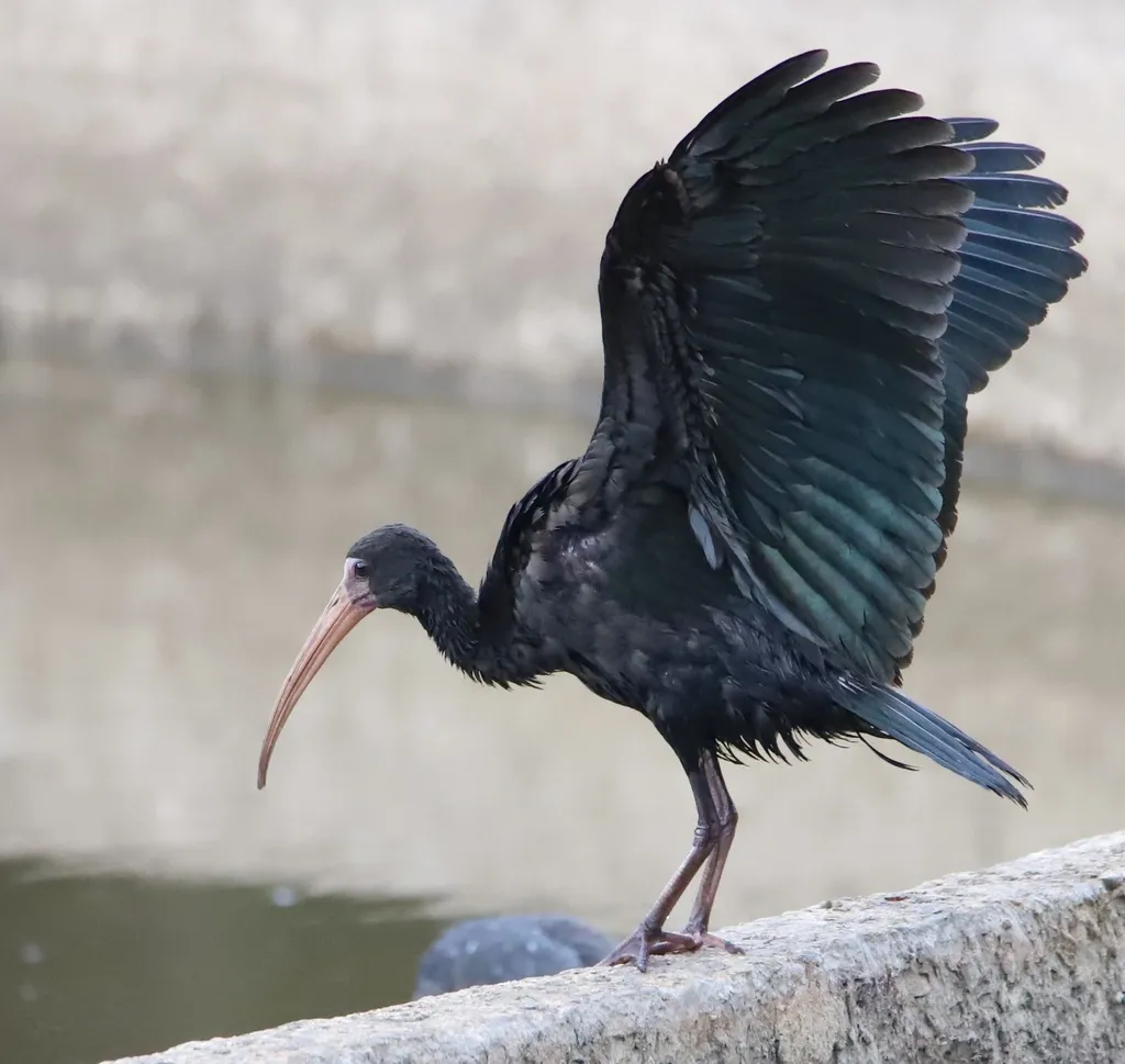 裸脸鹮（Phimosus infuscatus）