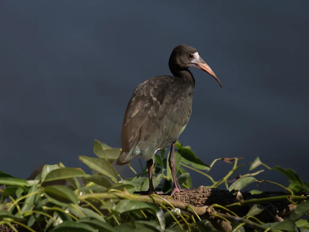 裸脸鹮（Phimosus infuscatus）