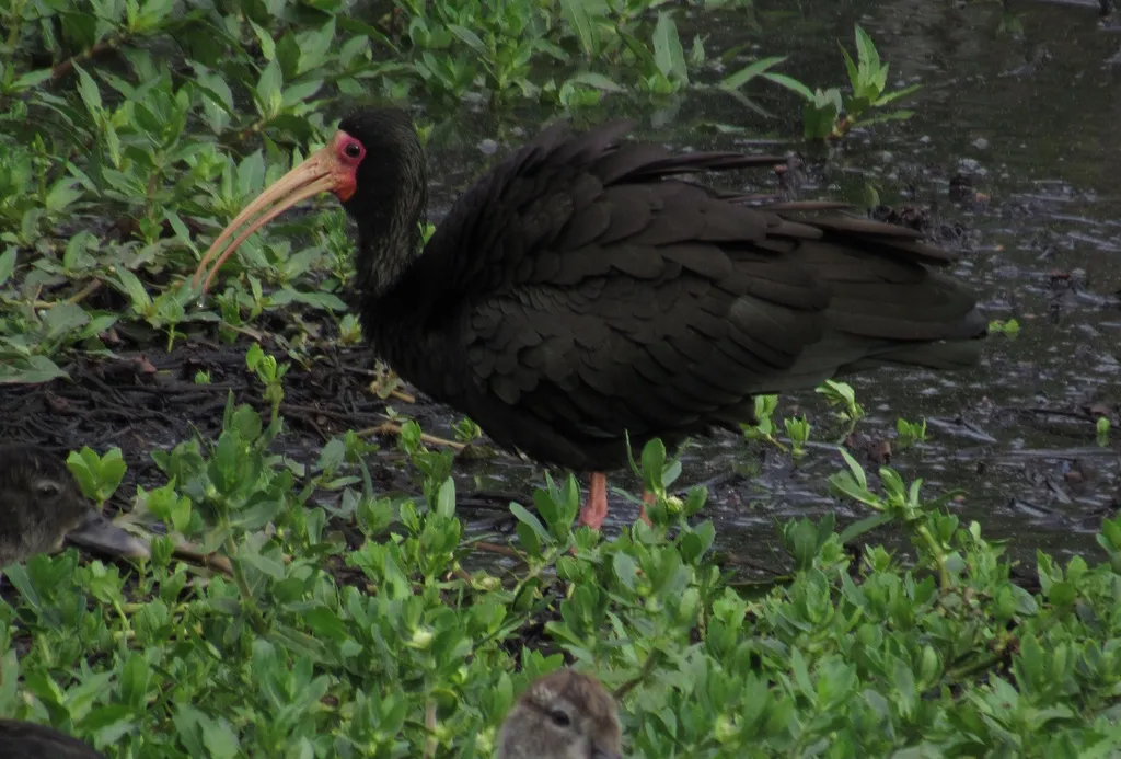 裸脸鹮（Phimosus infuscatus）