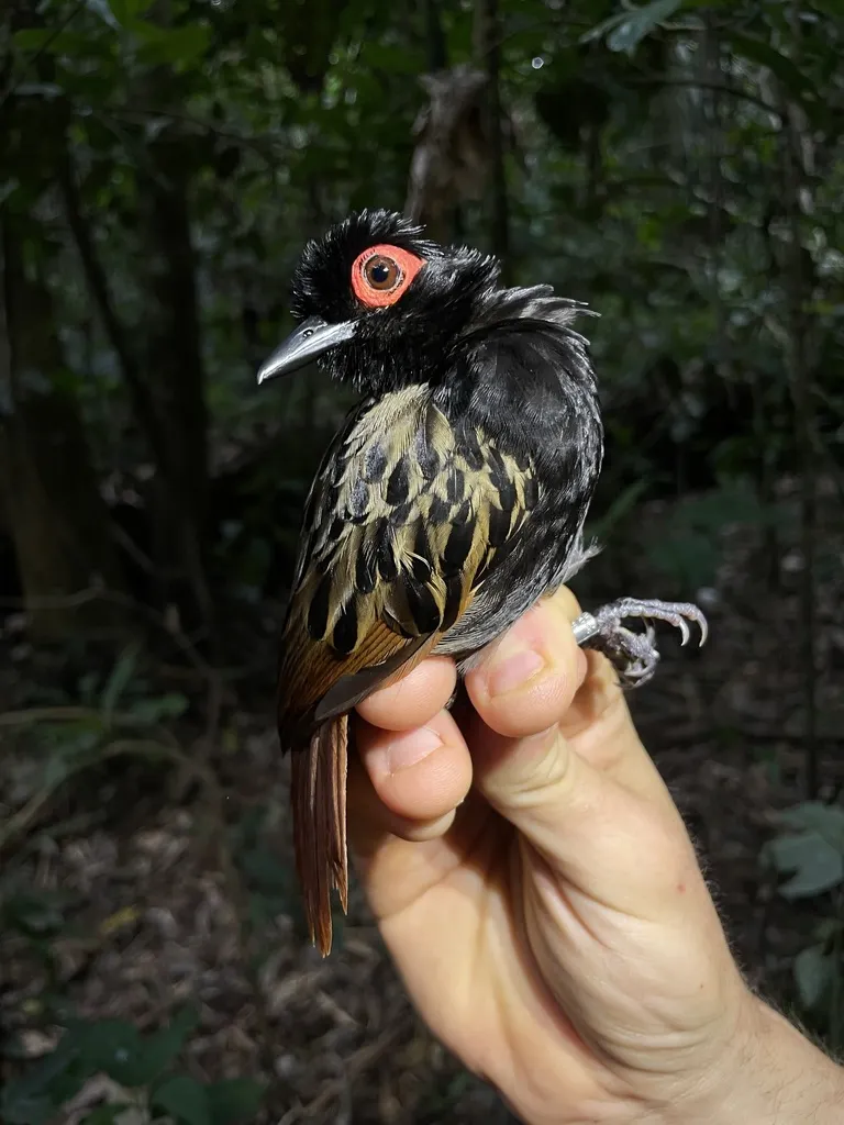 黑斑裸眼蚁鸟(Phlegopsis nigromaculata)