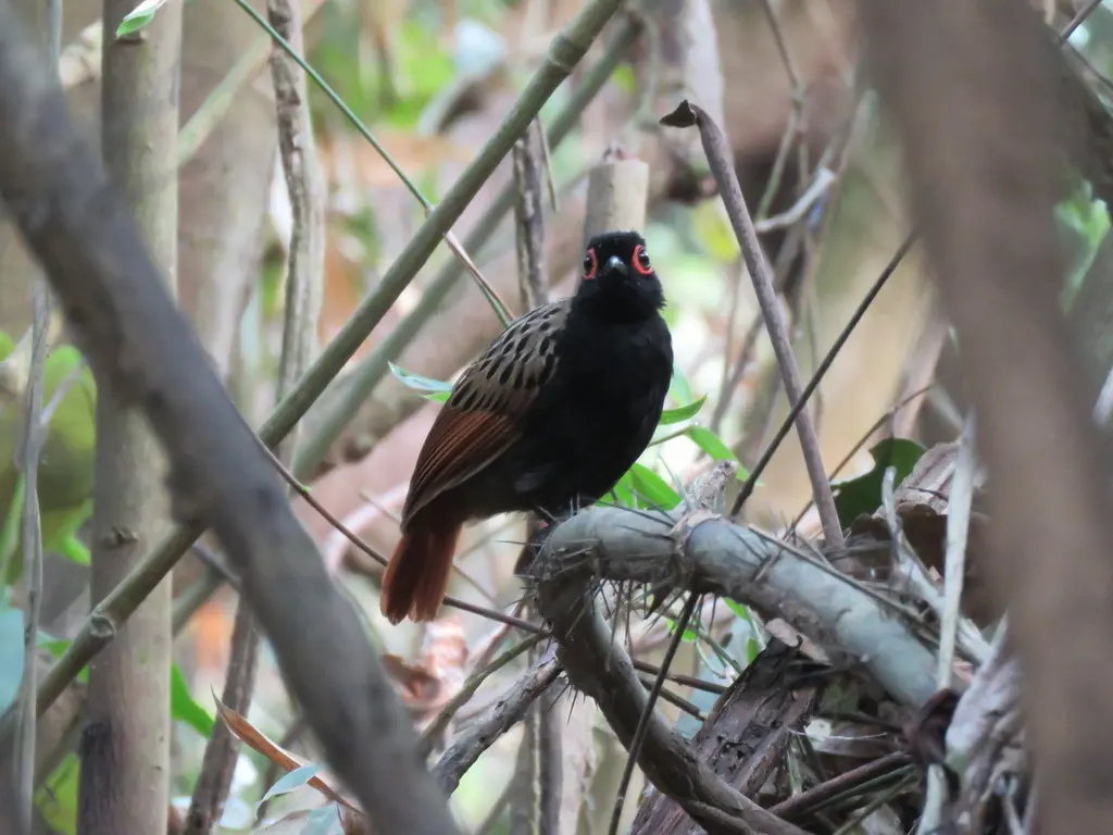 黑斑裸眼蚁鸟(Phlegopsis nigromaculata)